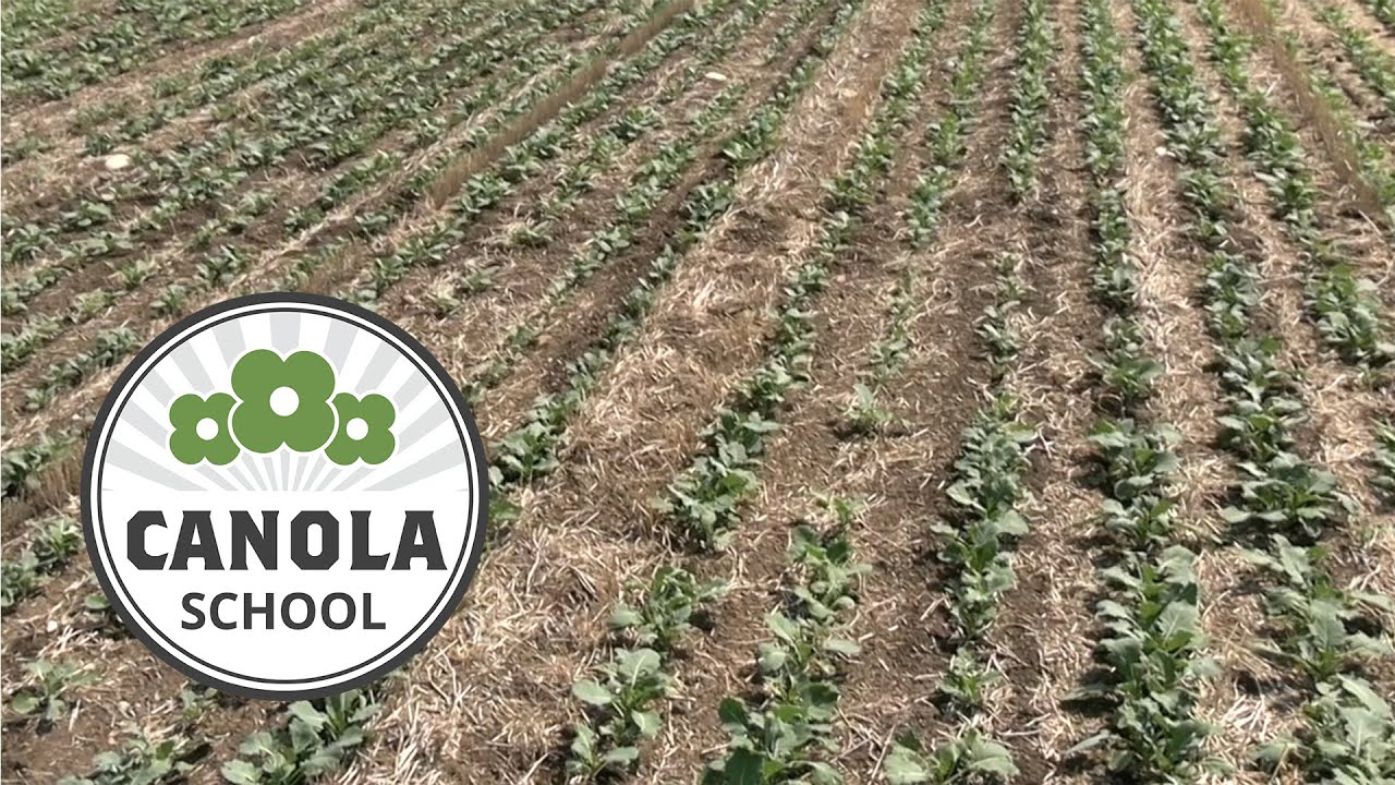 Canola School: Establishing a nitrogen response and efficiency curve