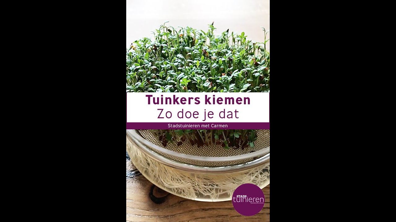 Stadstuinieren - Tuinkers zaaien - kiemen kweken #moestuin #kiemen