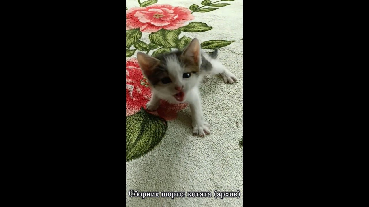 Сборник Shorts КОТЯТА 2025 (из архива)