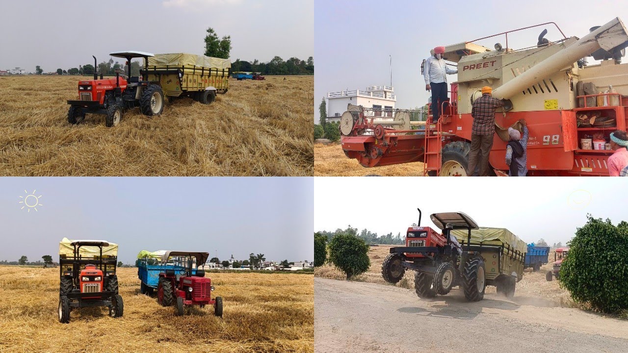 Got the wheat harvested🚜 ||  गेहूं कटवा दिया || 🌾