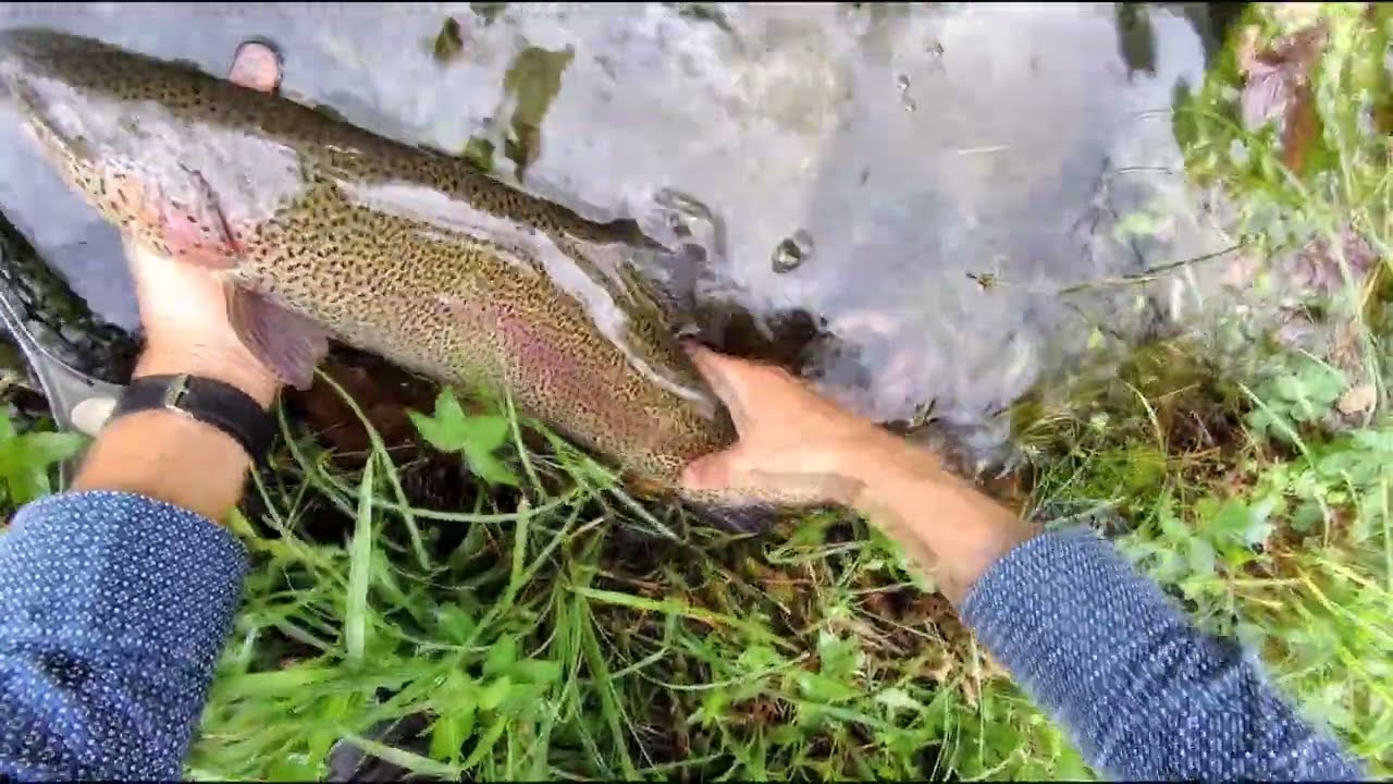 Grosse trote a mosca secca e come (non) perderle - fly fisher Mittagsee