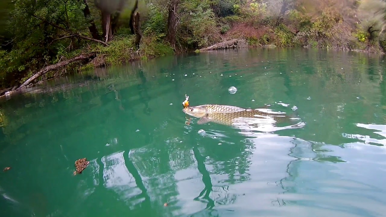 Spinning for Big Chub