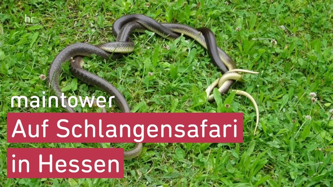 Schlangensafari im Rheingau | maintower