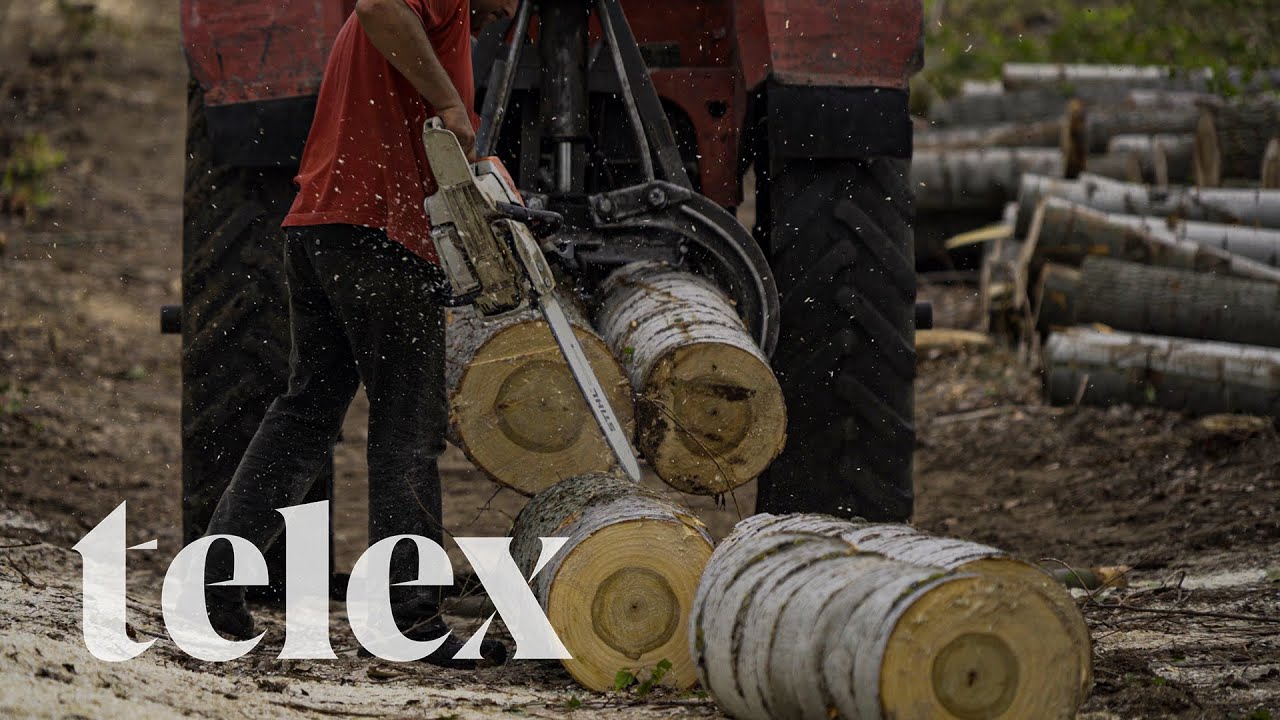 A fakivágós rendelettől ijedt meg mindenki, pedig nagyobb bajuk is van az erdőknek