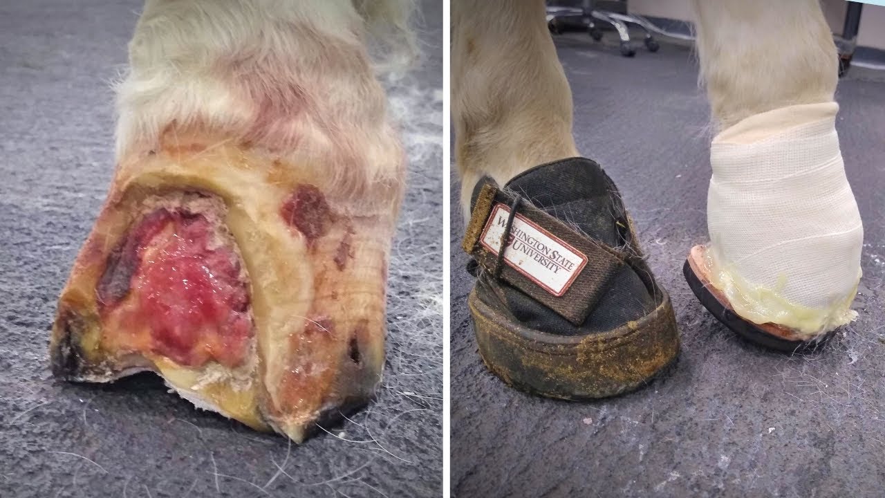 LONG road to RECOVERY // VETERINARIAN Casted his HOOF // Update on PINTO BEAN Ep.3