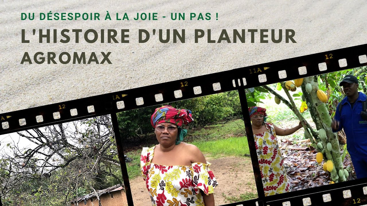 Restauration d'une plantation de cacao Мme YAO.  Juillet-Septembre 2022 & Côte d'Ivoire. SOUBRE.