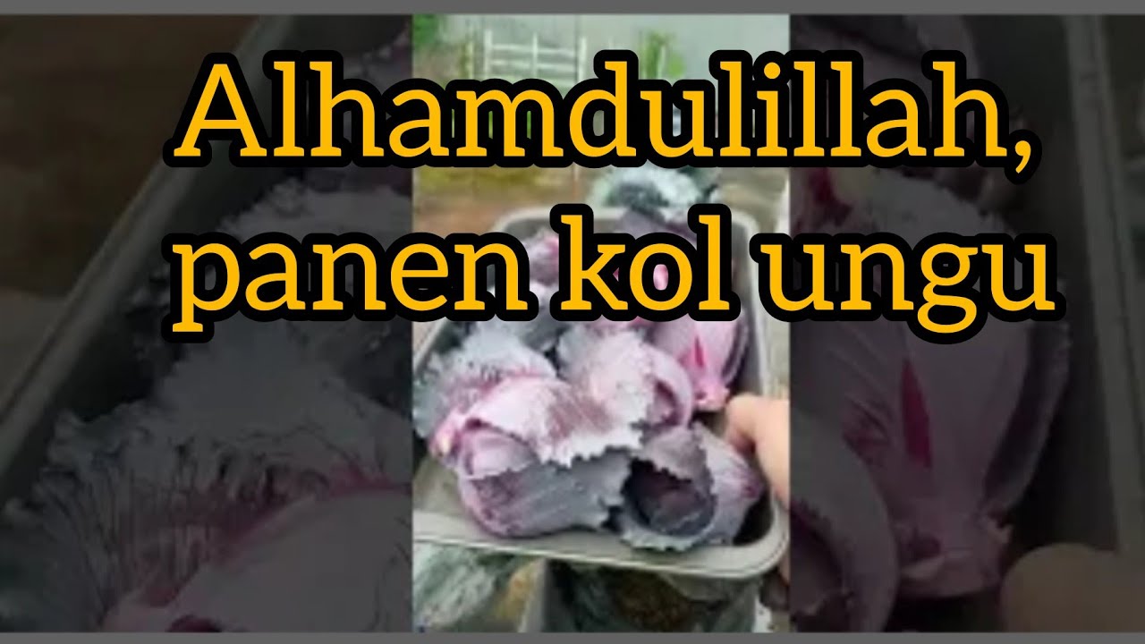 PANEN KOL UNGU DI RUMAH