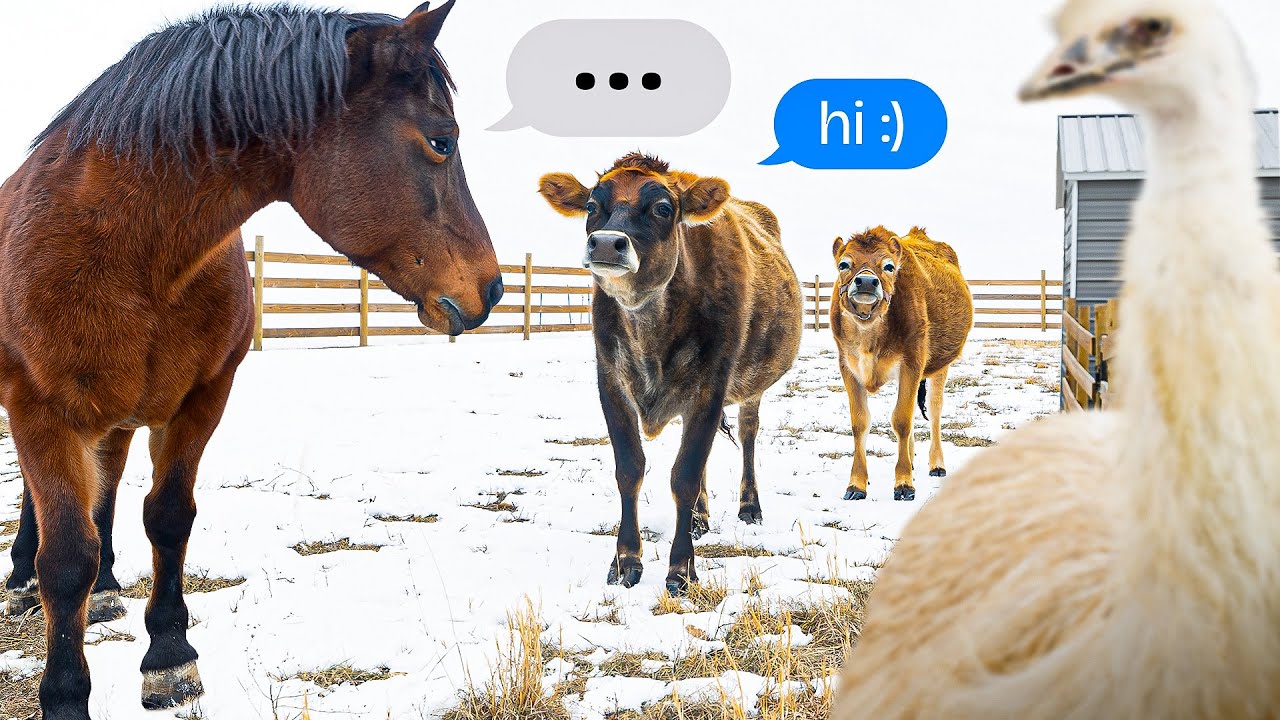 Cows Invade the Emu's and Horse's Home!