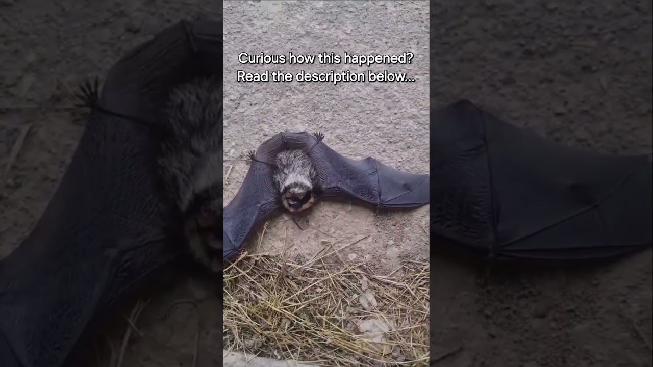 A Bat Fell on His Head! 🦇 Rare Red Book Species in Our Lithuanian Homestead?