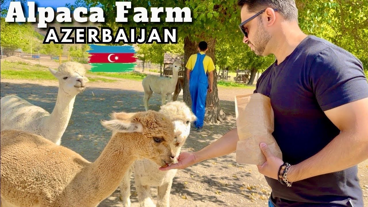 Alpaca Farm Azerbaijan 🇦🇿 | Shamakhi Mosque Azerbaijan