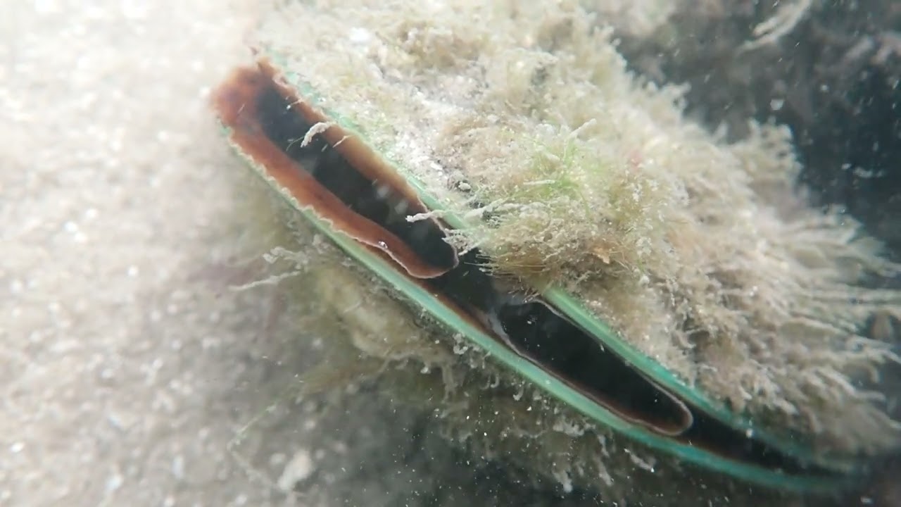Pen Shell Consuming Plankton, Indian River Lagoon