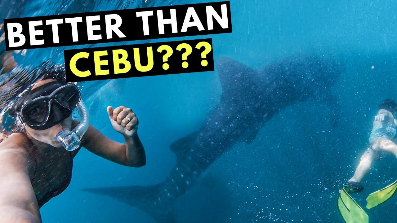 BEST place to see WHALE SHARKS in the PHILIPPINES! (Travel guide)