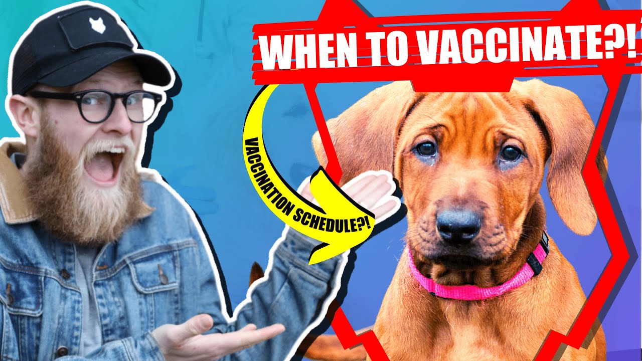 When Should My RIDGEBACK Get Their Vaccination