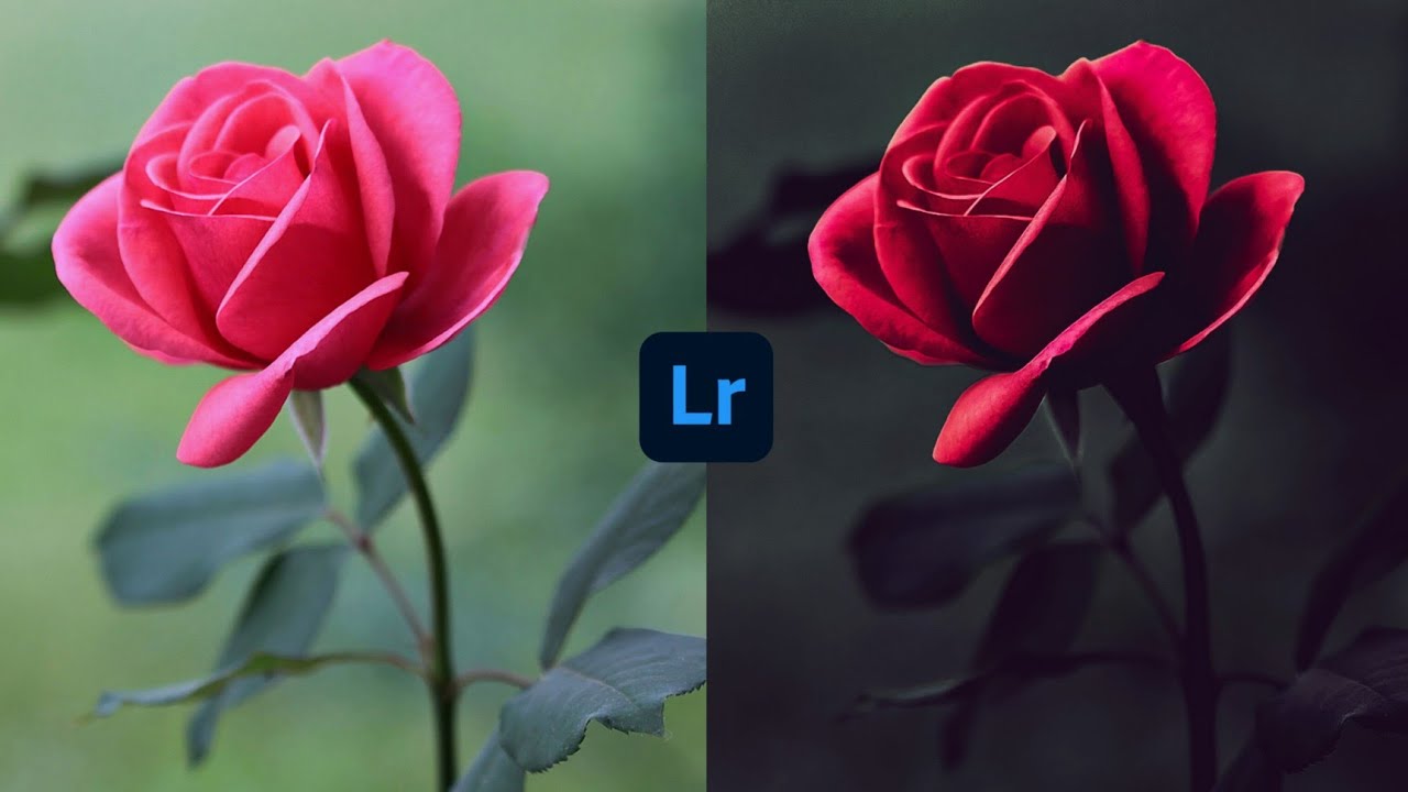 Dark Flower Lightroom Preset Tutorual | Rose | Moody