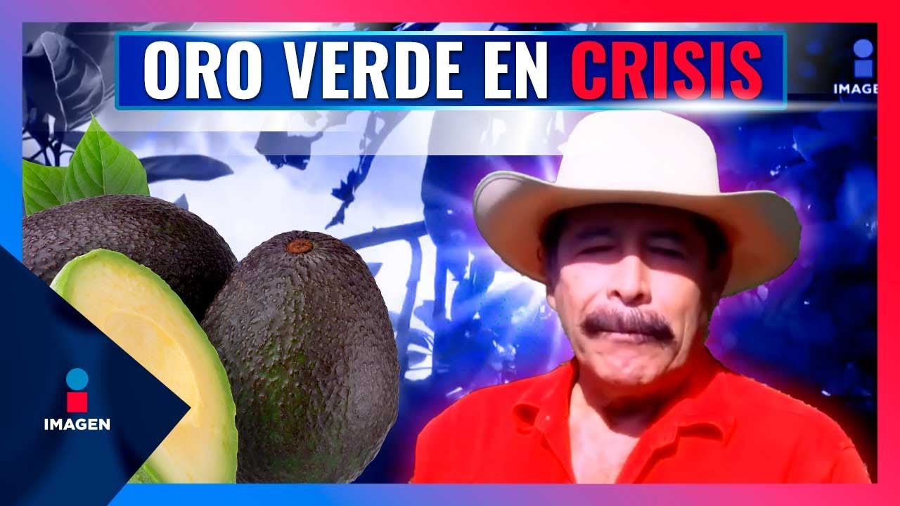 Productores de aguacate en Michoacán denuncian 