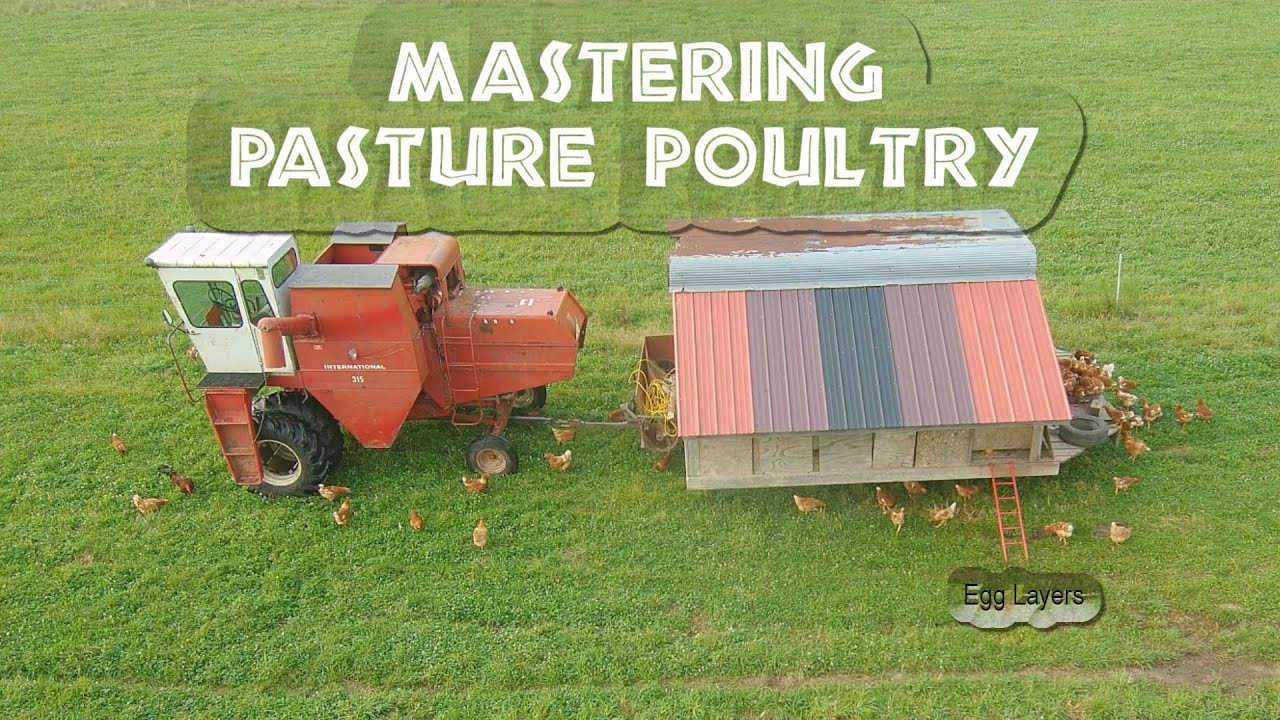Mastering Pasture Poultry Egg Layers