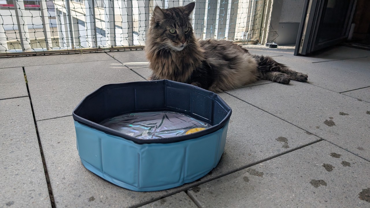 Roy and Moss Try a Kitty Pool | Norwegian Forest Cats