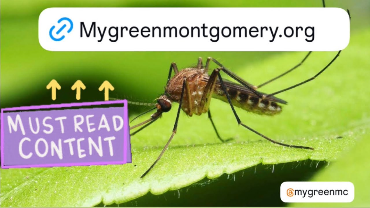 Mosquito 🦟 PSA  //  WATCH IT! 👀