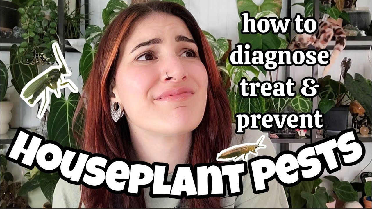 HOUSEPLANT PESTS 🪰 How To Diagnose, Treat & Prevent Fungus Gnats, Mealybugs, Spider Mites & Thrips 🌿
