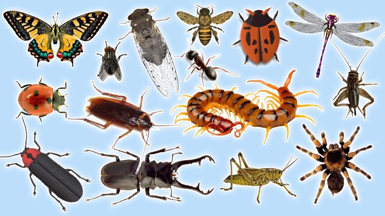 Animals Zoo | Learning with Insect Sounds for Kids 2023: Cricket, Grasshopper, Katydid - Insect