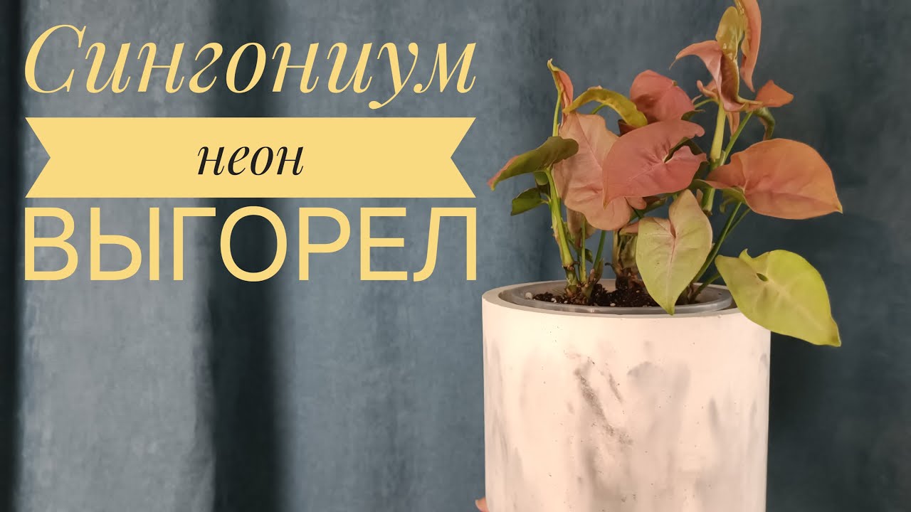 Сингониум Неон выгорел