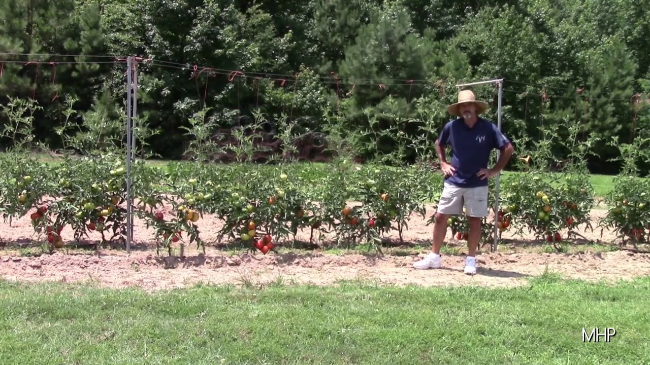 Big Beef Tomatoes 2019