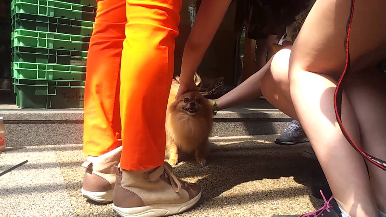 130606 Choco - Super Junior Eunhyuk's pet @ TLJ
