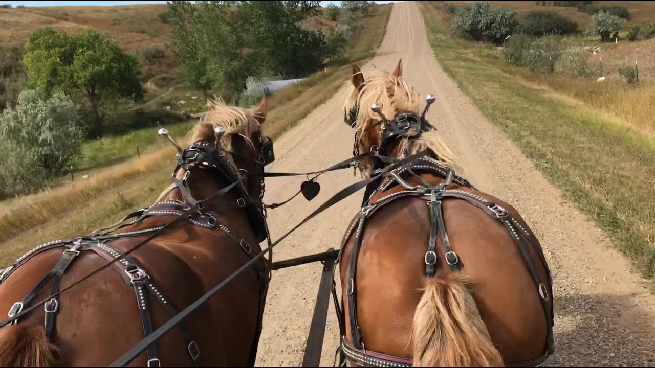 Learning To Drive A Belgian Team