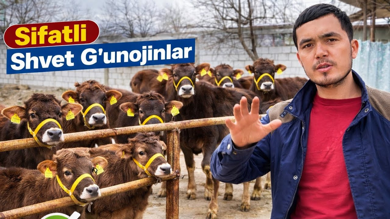 SHVET 🥇 G'UNOJINLAR 💥 || BEKDIYOR AKA ✅ AKSIYA BOSHLADI 🔥