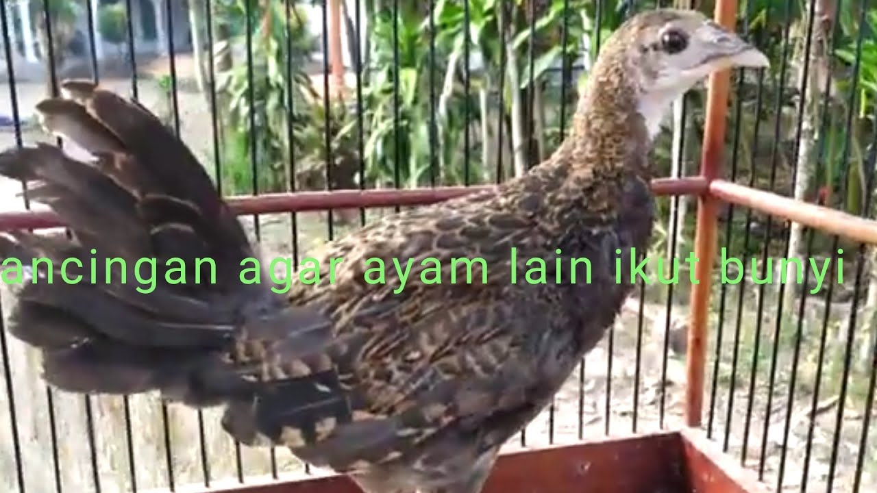 ayam hutan hijau umur 3 bln  sudah mulai koker