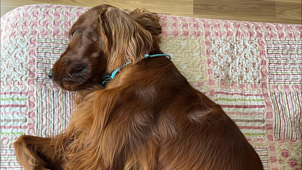 Irish Setter - Best Moments of 2025