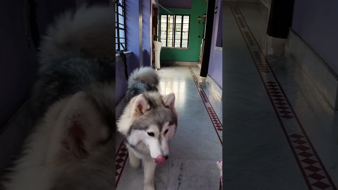Ramp walk #pupieshusky #dog #huskyworldwide #doglover #huskydoglovers #pets #huskymix #siberianhus