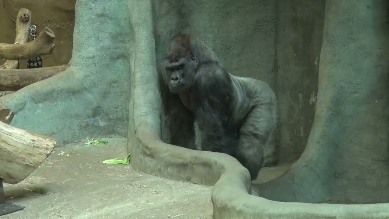 Meet Gorilla Azizi, Now at the Milwaukee County Zoo