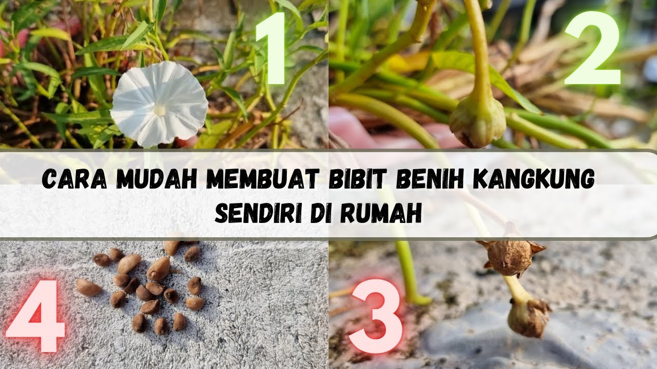 Cara Mudah Membuat benih biji kangkung sendiri dari tanaman kangkung