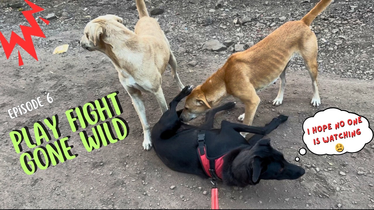 My Dog’s Challenges the Local Leader 😳