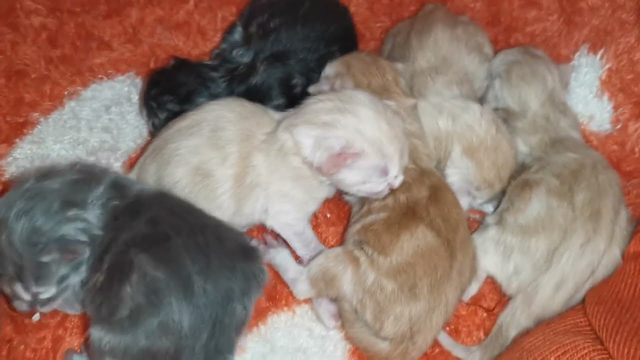 قطط صغيرة عمر ساعات فقط .. سبحان الله ♥️