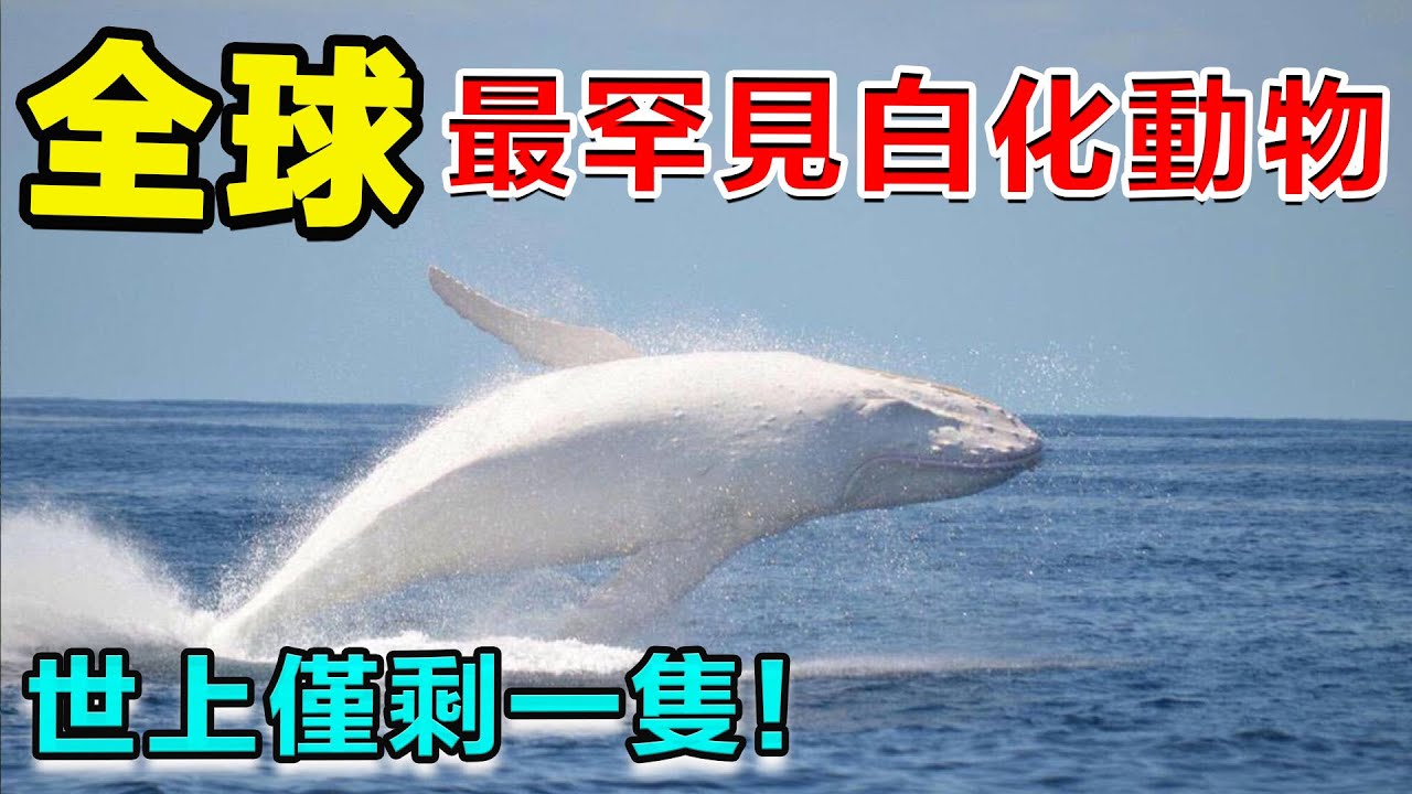 10種全球最罕見白化動物！全球僅剩一隻！#世界之最 #动物 #动物科普 #top #冷知识 #奇特 #top10