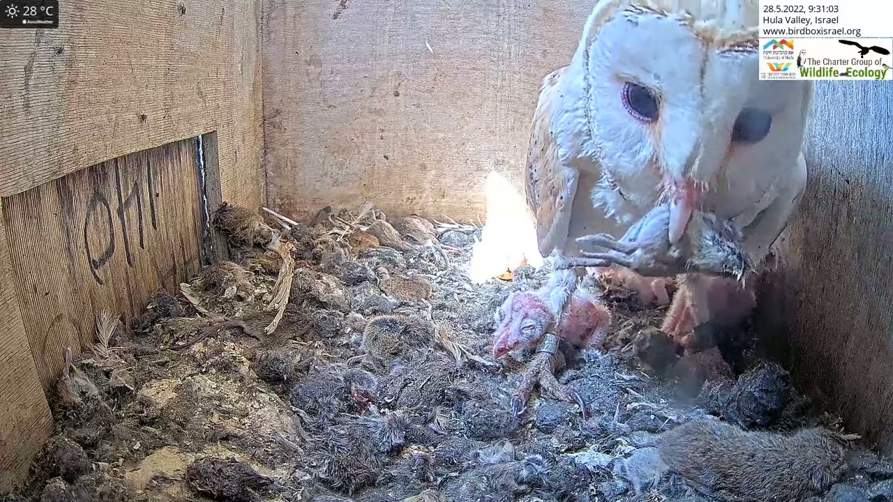 Female barn owl has a look a some flies  in the LIVE Barn Owl Israel Cam 6