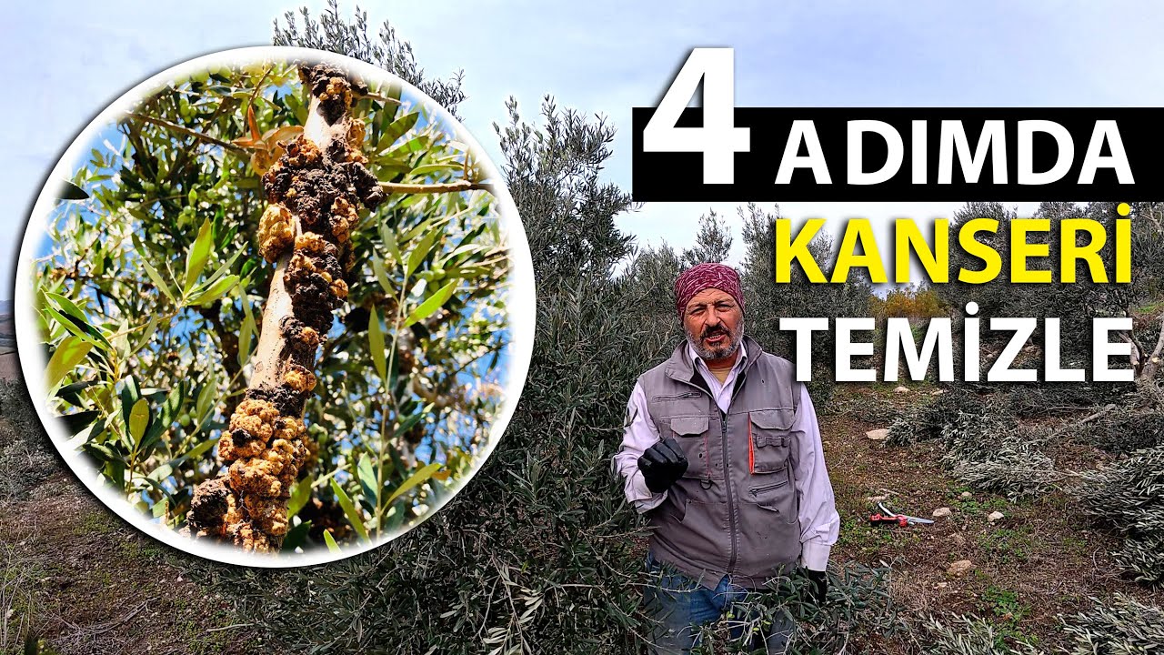 Zeytinde Dal Kanseri ve Tedavisi