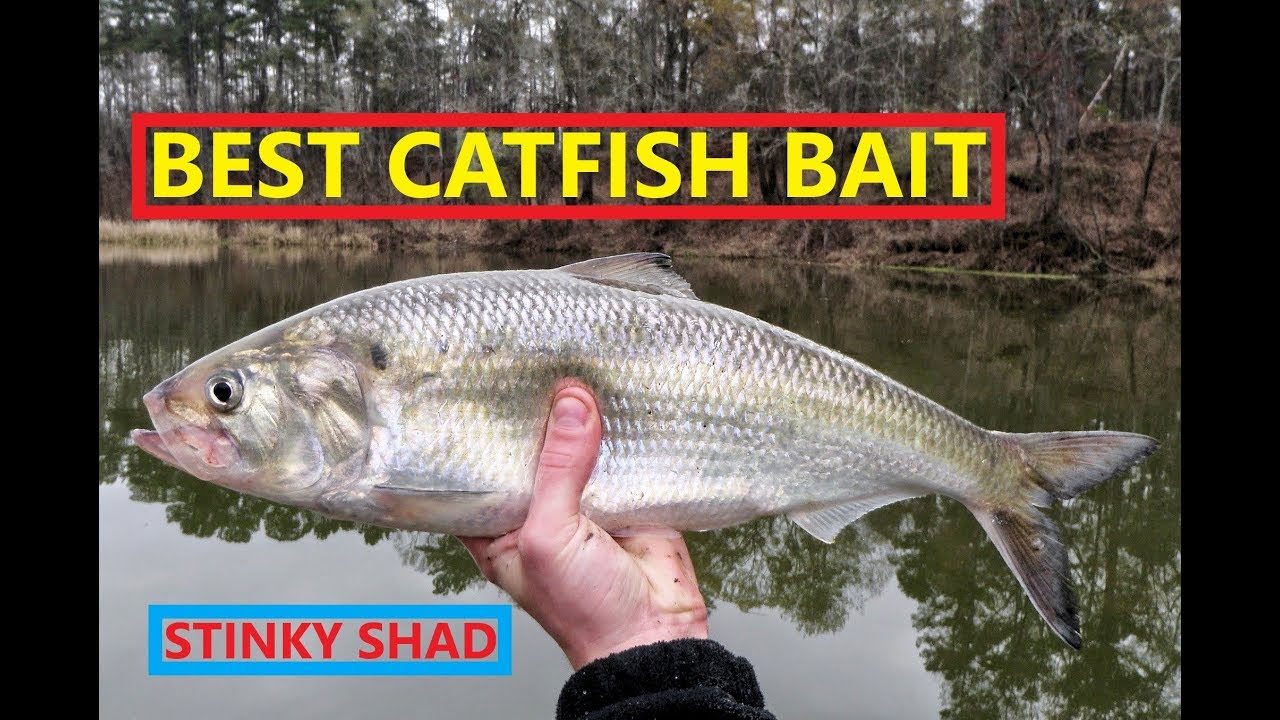 How to Catch Shad without Bait