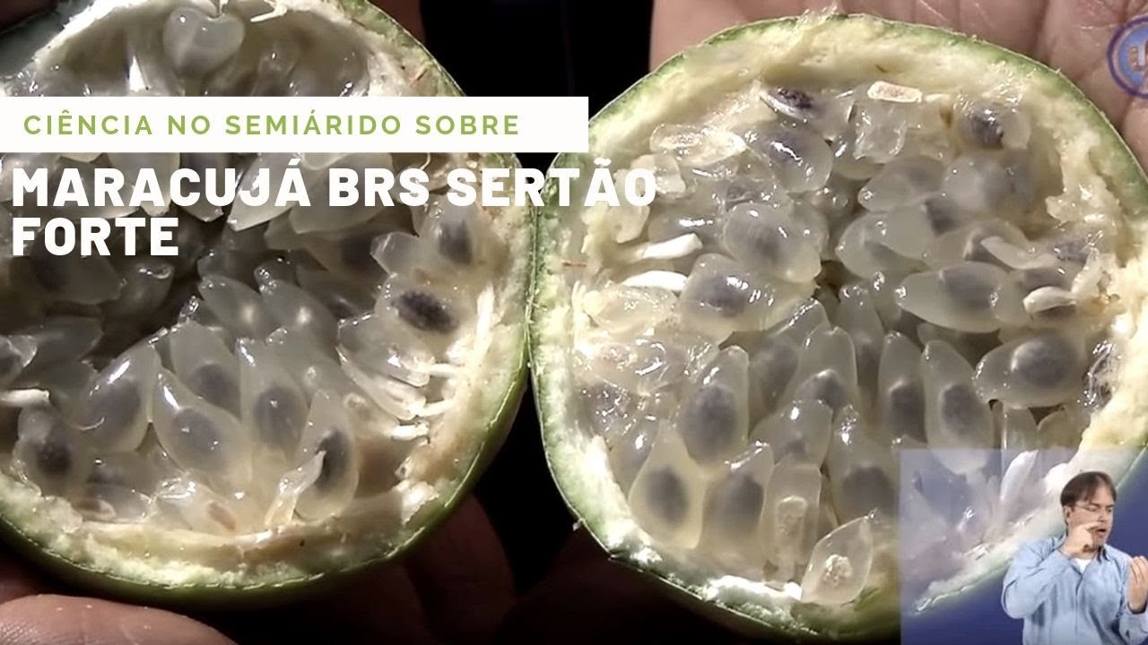 Ciência no Semiárido sobre Maracujá BRS Sertão Forte