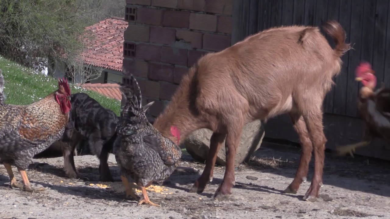 Ganaderos en su habitat  | Mixtas en Alceda  15.4.2019