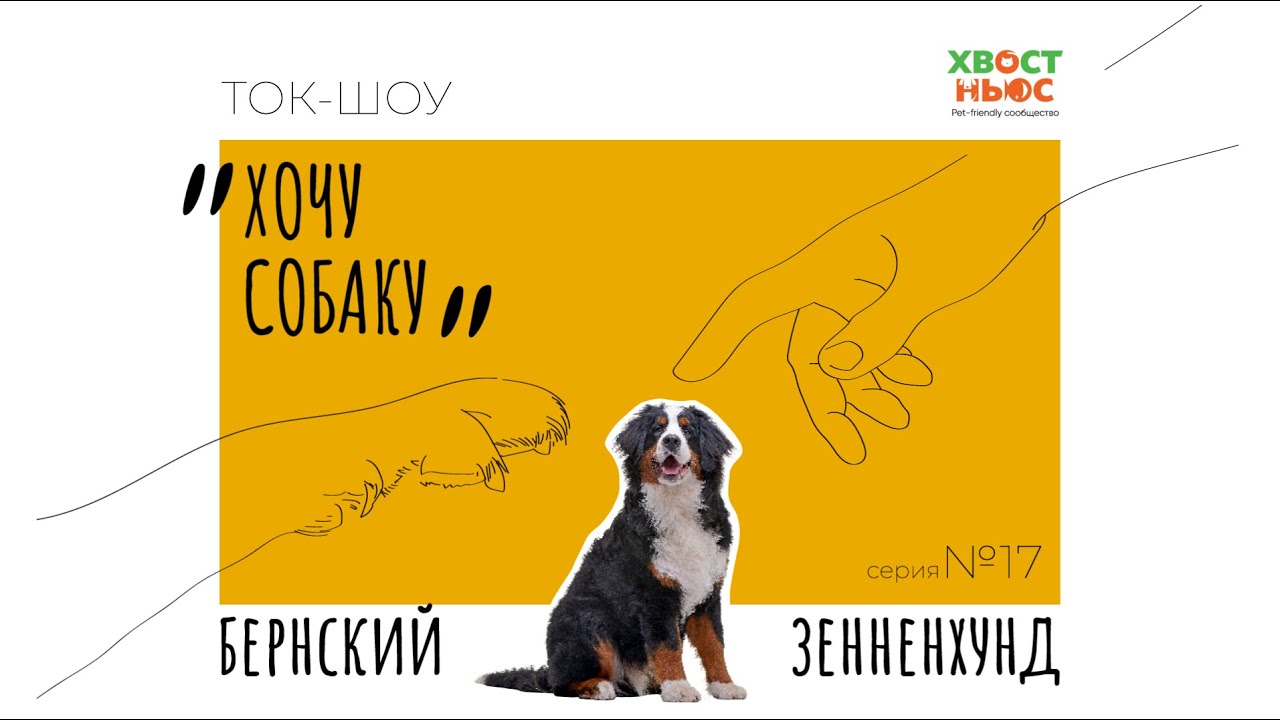Ток-шоу «Хочу собаку». Бернский зенненхунд I Кому подходит порода?