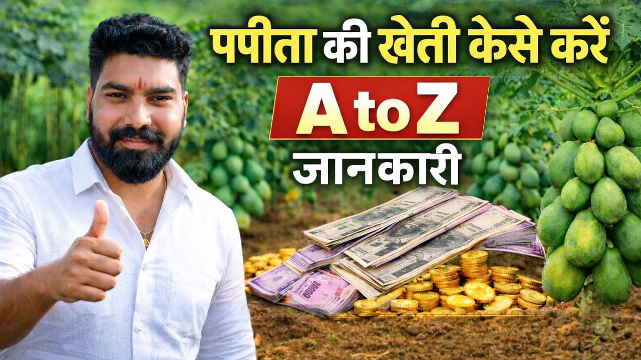 Papita ki kheti kaise karen |A to Z जानकारी |खेत की तैयारी से लेकर बिक्री तक| पपीत की खेती कैसे करे