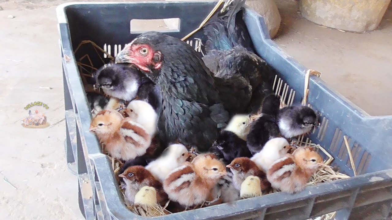 Amazing Murgi Hen giving Natural Birth to Chicks | Harvesting Eggs | Baby Chicks New Born Video