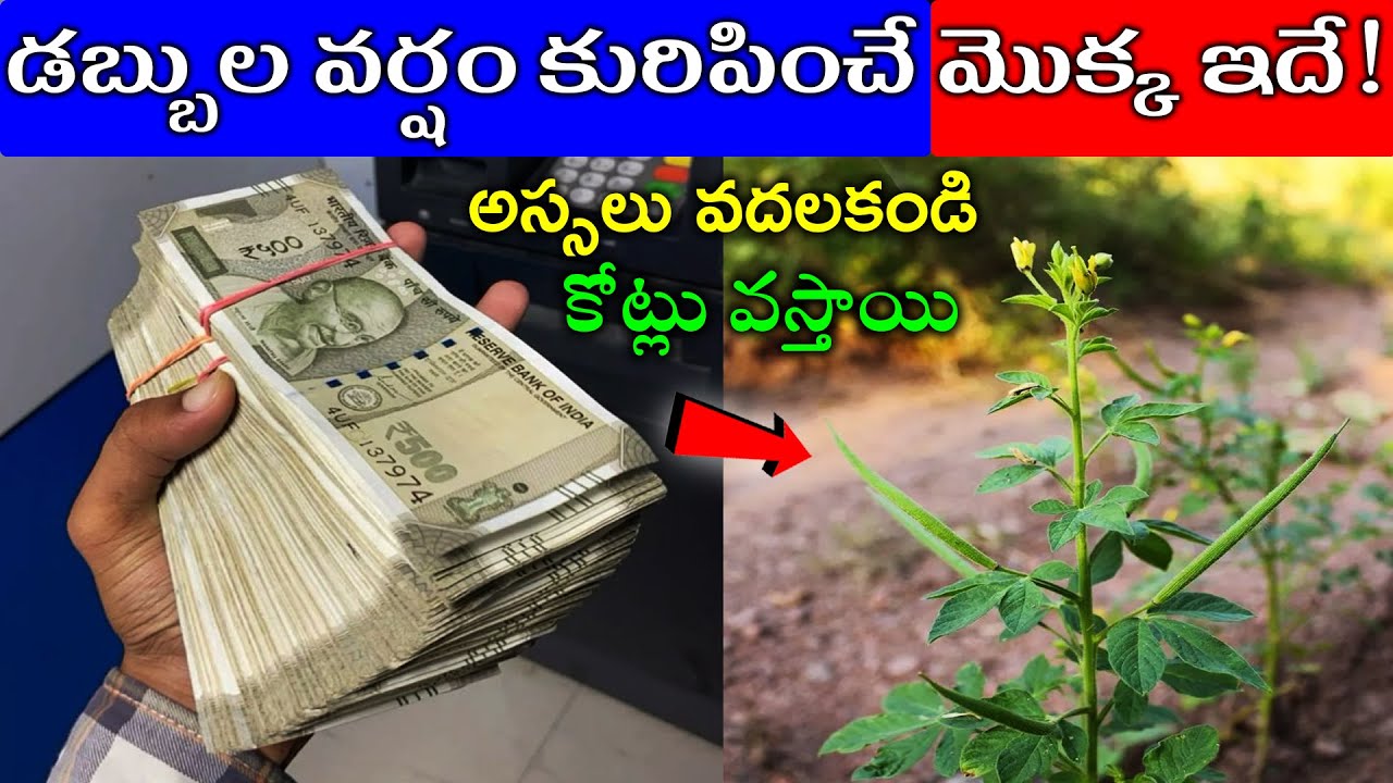 డబ్బు వర్షం కురిపించే మొక్క ఇదే!అస్సలు వదలకండి కోట్లు వస్తాయి#telugunewchannel