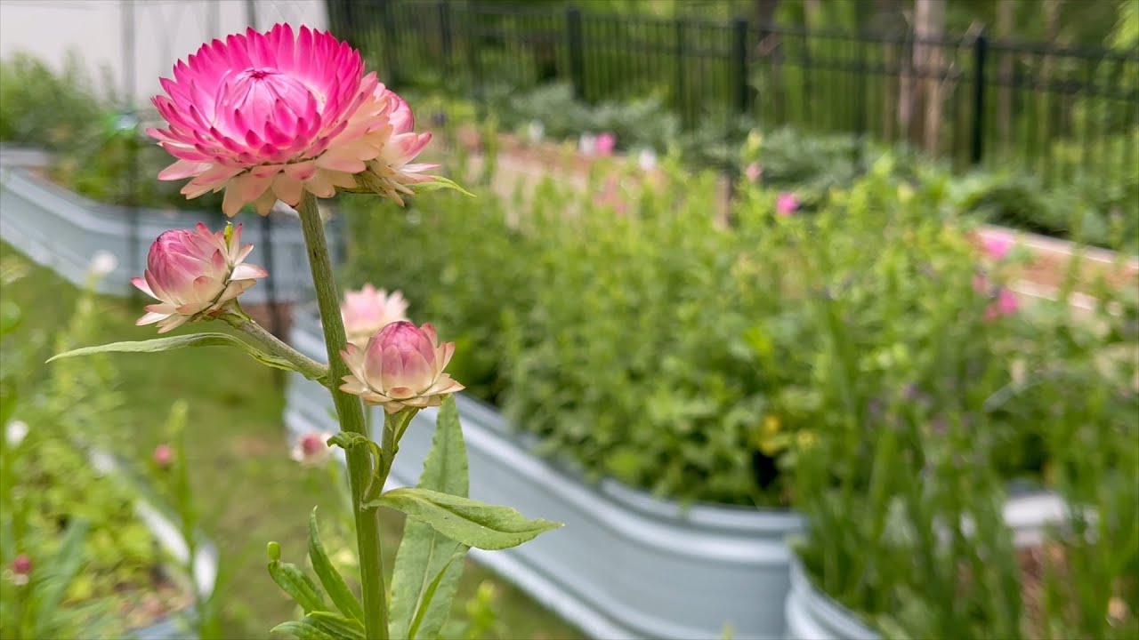Cut Flower Garden Update Zone 8a April 2025
