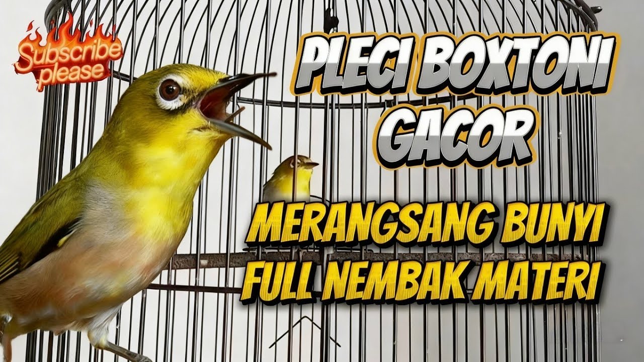 Pleci buxtoni gacor‼️ Merangsang bunyi full nembak materi #plecibuxtoni #plecinembak 