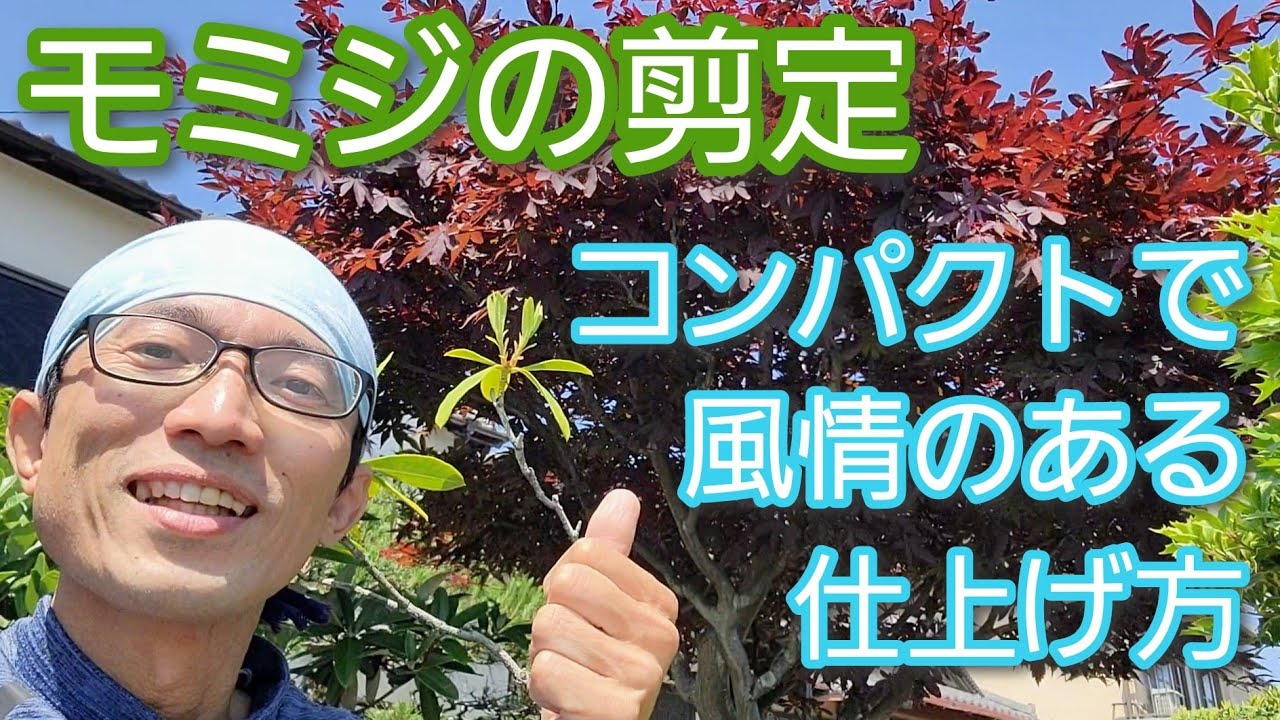 【モミジの剪定】コンパクトに風情ある樹形を維持するための手入れのコツ(2023年5月)🍁🌳