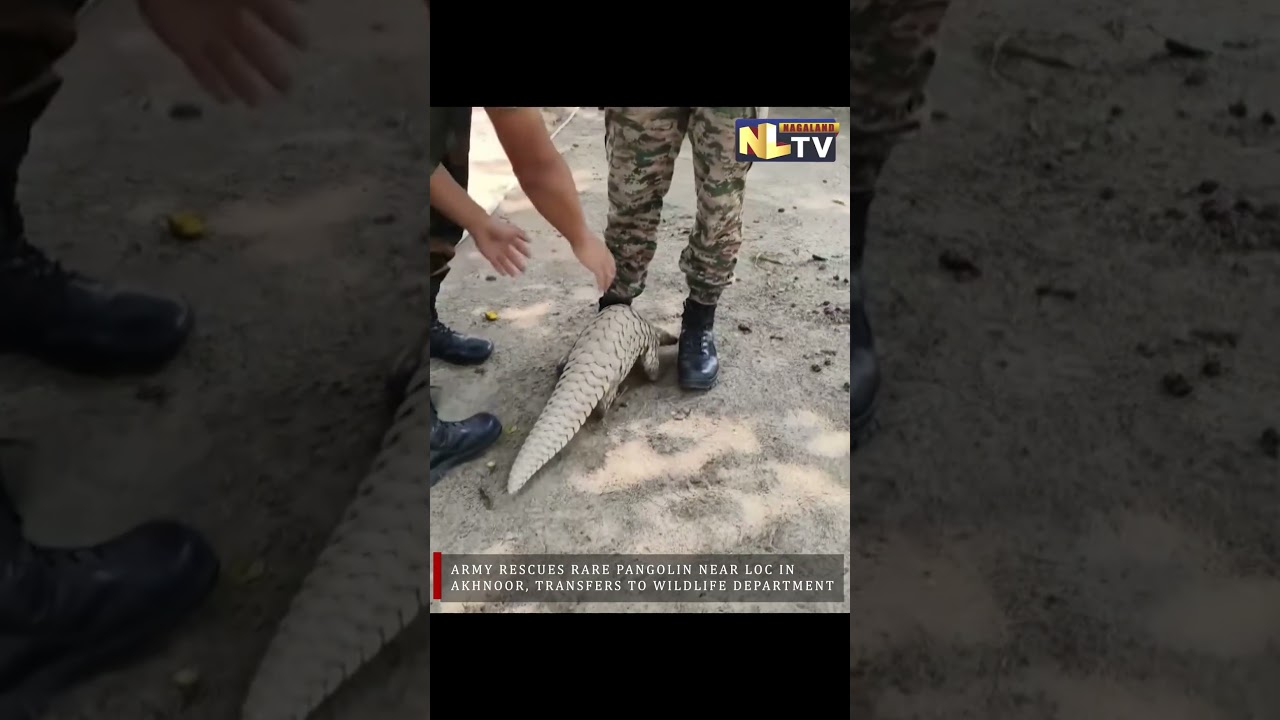 ARMY RESCUES RARE PANGOLIN NEAR LOC IN AKHNOOR, TRANSFERS TO WILDLIFE DEPARTMENT